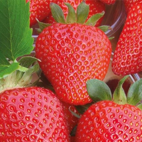 Земляника садовая Скала | Оптовая цветочная компания «Флора Групп» Земляника садовая Скала