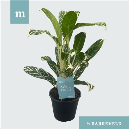 Aglaonema Ivy Green