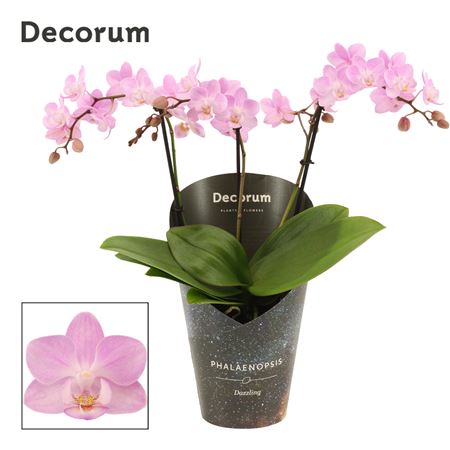Phal 3-4st Dazzling Cotton Candy (decorum)