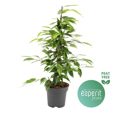 Ficus Be Anastasia
