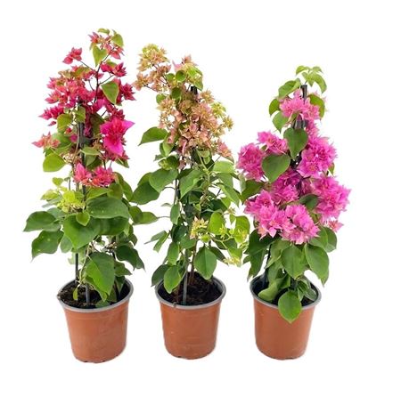 Bougainvillea