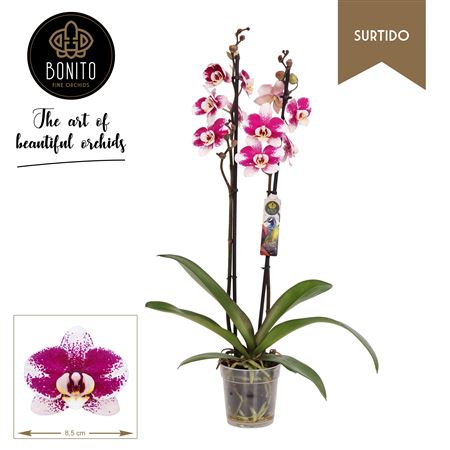 Phal 2st Surtido Barcelona