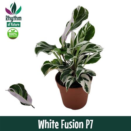 Calathea White Fusion