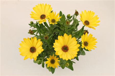 Osteospermum Yellow