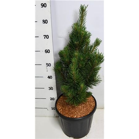 Pinus Mugo Rigi