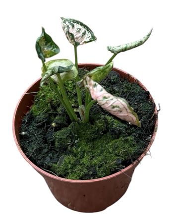 Syngonium Pink Rolli