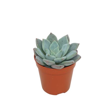Pachyveria