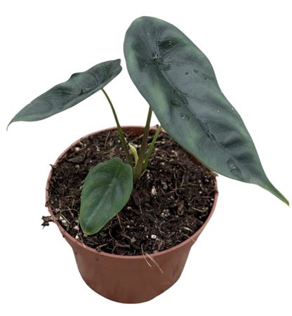 Alocasia Venusta