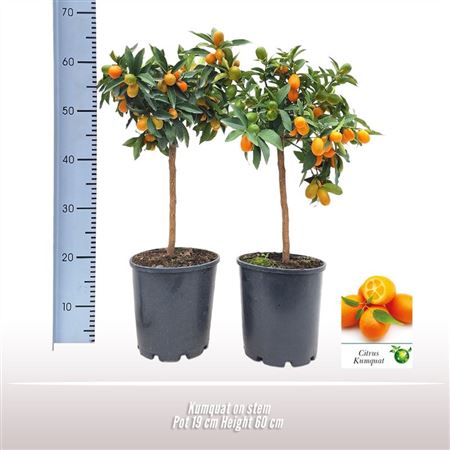Citrus Kumquat On Stem