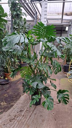 Monstera Xxl 200