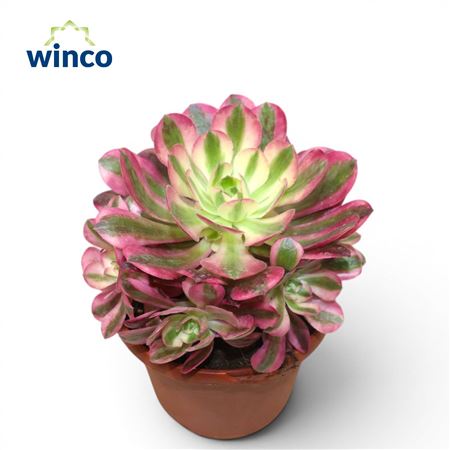 Aeonium Pink Witch