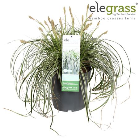 Carex Feather Falls