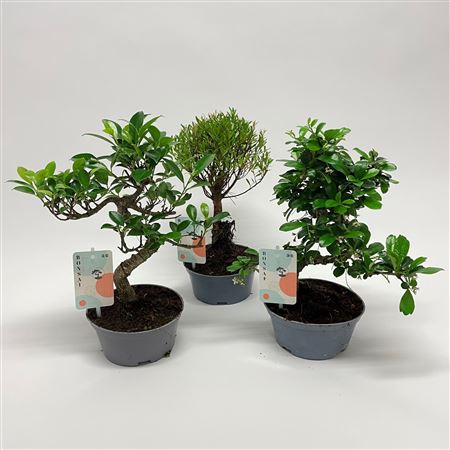 Bonsai Mix Teeltpot