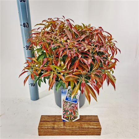 Pieris Jap Katsura