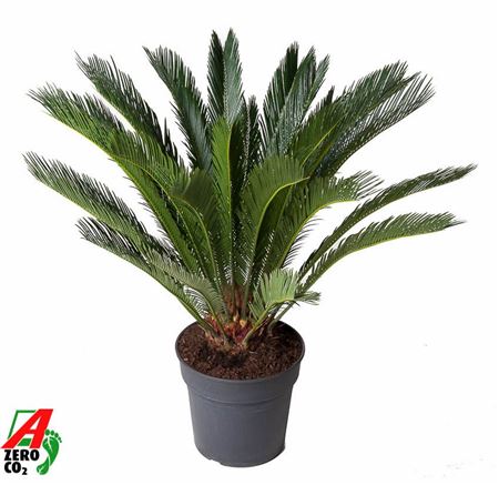 Cycas Revoluta 16+