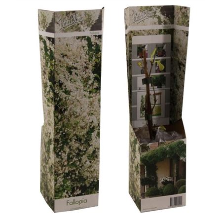 Polygonum (fallopia)