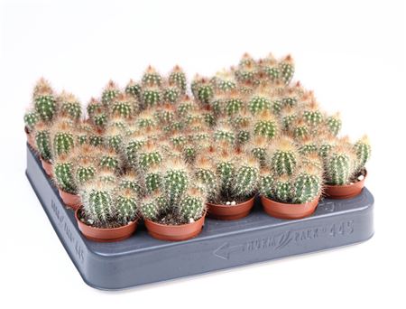 Pilosocereus Chrysostele