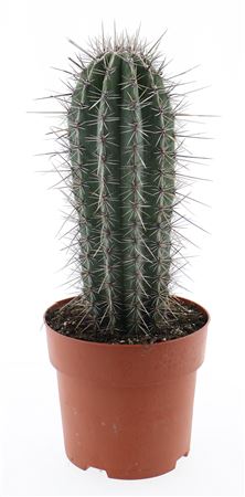 Pachycereus Pringley Enkel