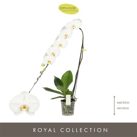 Phal Formidablo Yosemite Falls 15+ (opti)