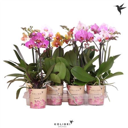 Phal 1st Kolibri Mix 10+ (ok)