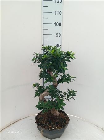 Ficus Ginseng Bonsai S-type