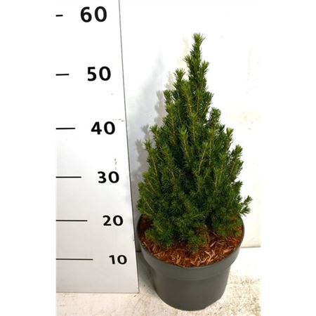 Пикеа Гл Цукерхут