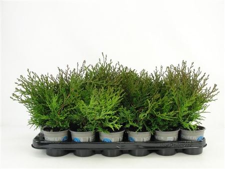 Chamaecyparis Obt Pygmaea