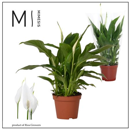 Spath Chopin 3+ (mimesis)