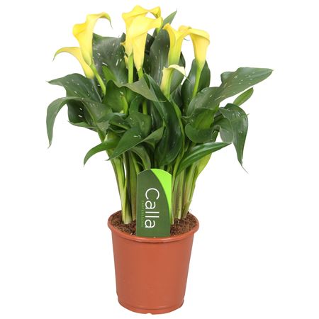 Zantedeschia Sunclub Calla