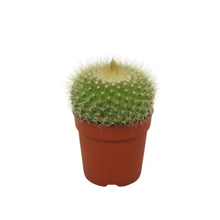 Cactus Parodia