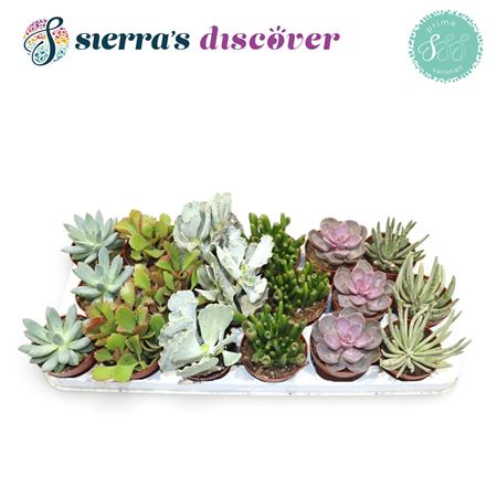 Succulent Season Mix