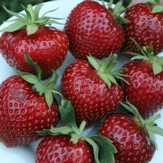 Земляника Мальвина