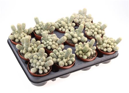 Mammillaria Elongata Lemon