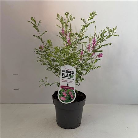 Indigofera Heterantha