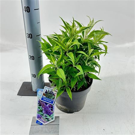 Buddleja Dav Butterfly Candy Little Purple