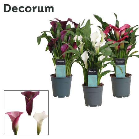 Zantedeschia Mix Sweet (decorum)