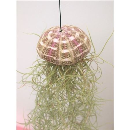 Tillandsia Sea Urchin