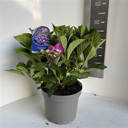 Hydrangea Ma Purple