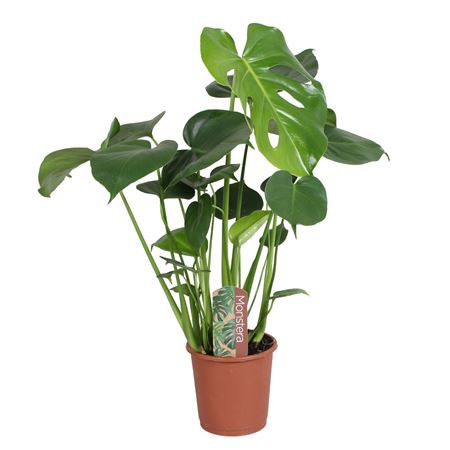 Monstera Deliciosa In Sleeve