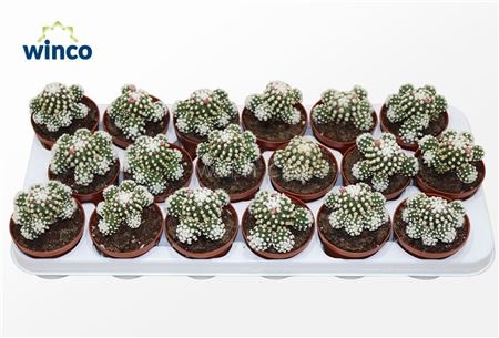 Mammillaria Gracilis