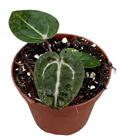 Anthurium Zara X Michelle X Red Crystallinum