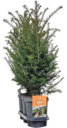 Taxus Baccata (hedgeline)