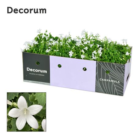 Campanula Porto White Decobox (decorum)