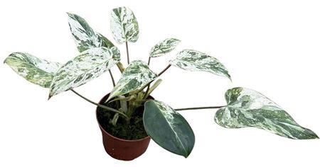 Philodendron Emerald Queen