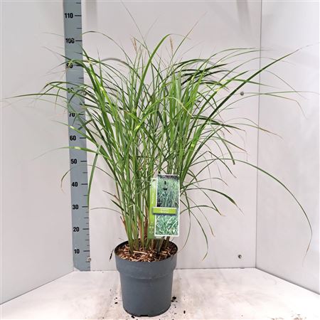 Miscanthus Sin Strictus