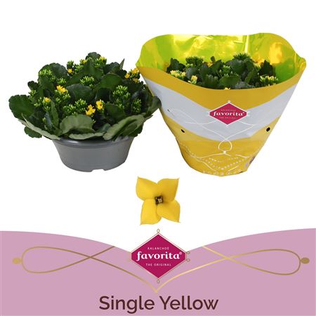 Kal Single Yellow In Bowl