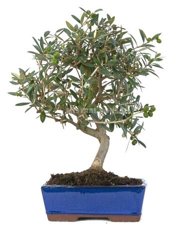 Bonsai Outdoor Olea Europaea Ball In S