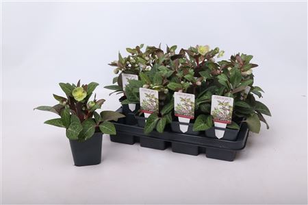 Helleborus Lividus Pink