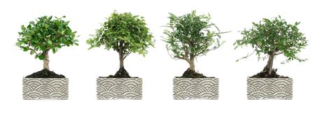 Bonsai Ficus Retusa Ball Pot Oriental Collection