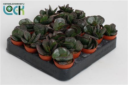 Adromischus Cooperii